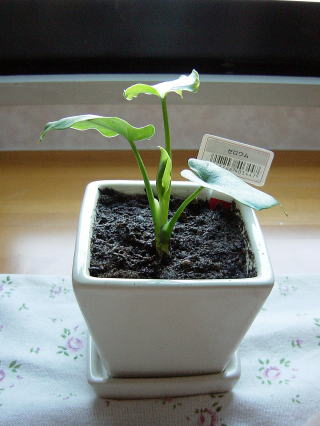 調布市つつじヶ丘のピアノ教室内の観葉植物