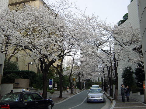 サントリーホールの桜