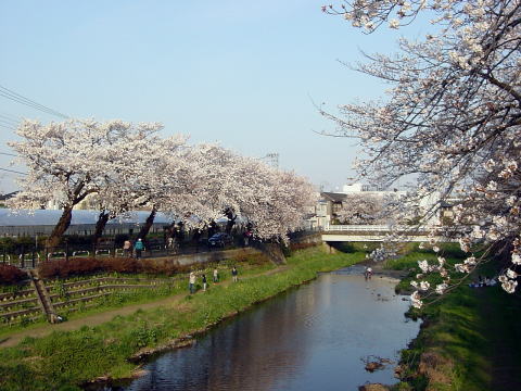 調布市の野川の桜
