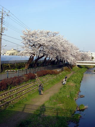 野川の桜