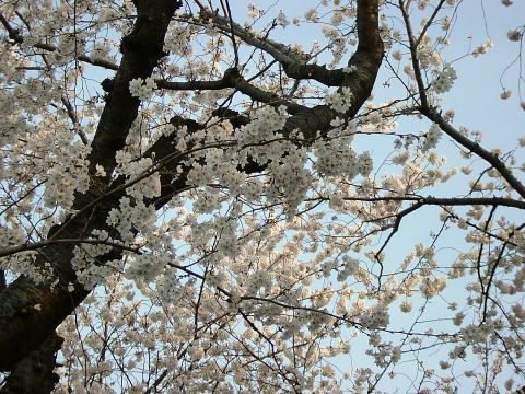 調布市つつじヶ丘近郊の桜