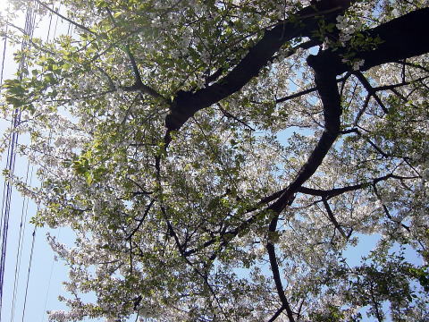 調布市つつじヶ丘の小学校の桜