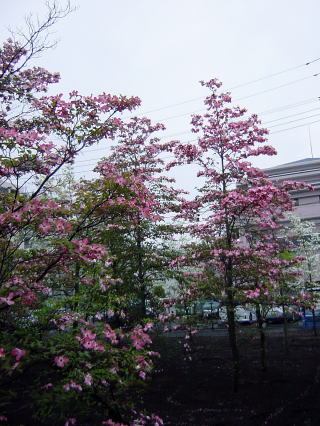 alt="ハナミズキ"