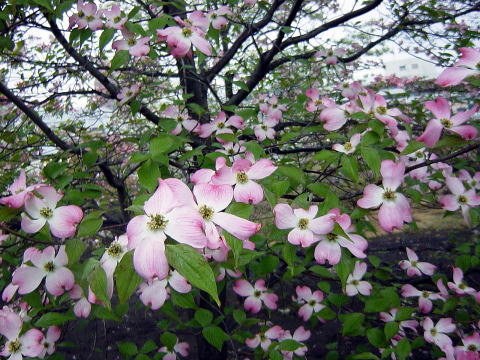 つつじヶ丘ピアノ教室の側のハナミズキの木