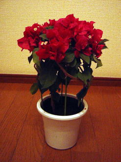 ブーゲンビリア