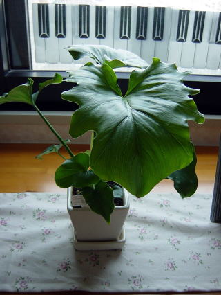 大きく成長したセロウム