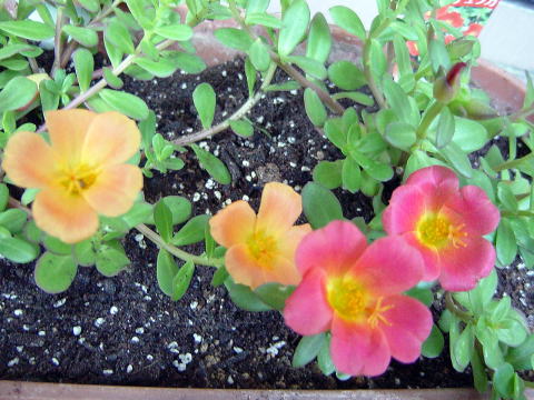 ポーチュランカ