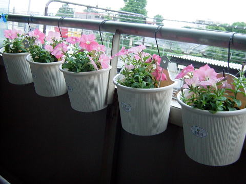 サーモンピンクのペチュニア