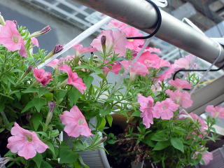 ペチュニアの花