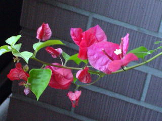 ブーゲンビリアの花