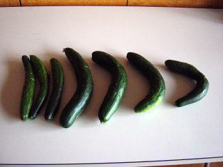 個性的な形の胡瓜