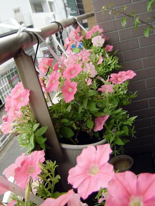 ブーゲンビリア