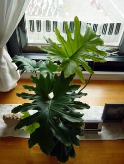 大きな葉を持つセロウム