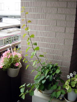 ブーゲンビリア