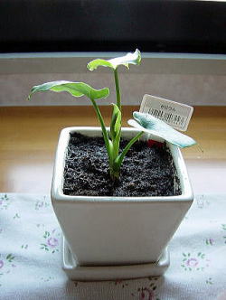 セロウムの赤ちゃん