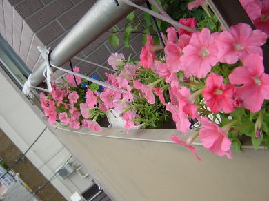 ブーゲンビリア