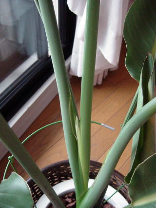 極楽鳥化の新芽