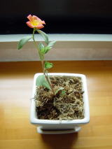 ポーチュラカの花