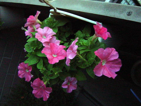 ペチュニアの花