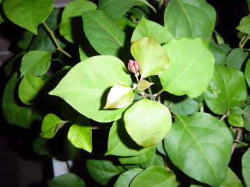 ブーゲンビリアの花