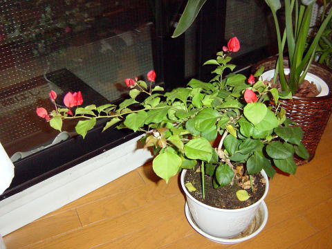 室内のブーゲンビリアの花