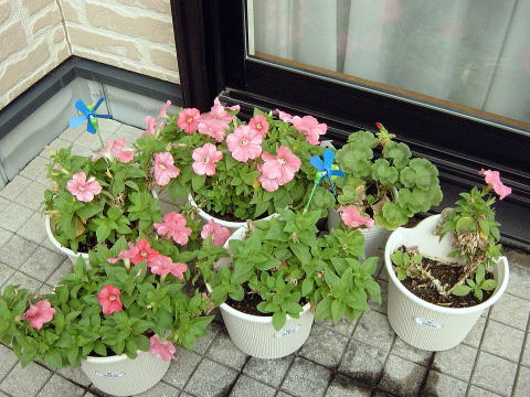 ペチュニアの花