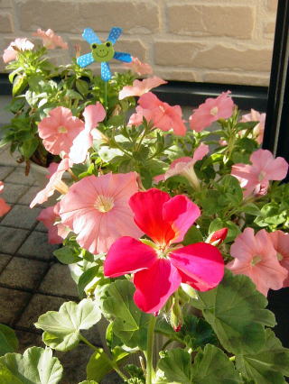 調布市つつじヶ丘ピアノ教室の大きなゼラニウム