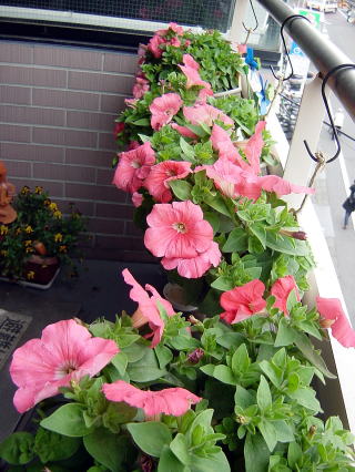 つつじヶ丘ピアノ教室のペチュニアの花