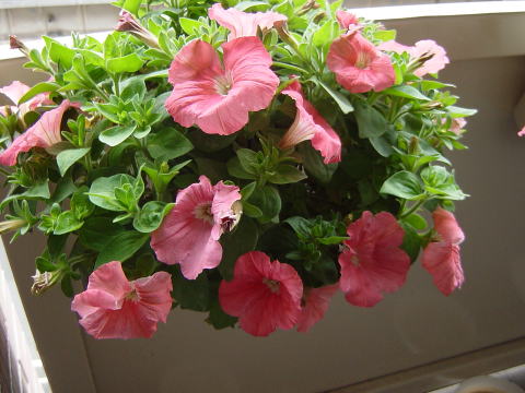 つつじヶ丘ピアノ教室のペチュニアの花