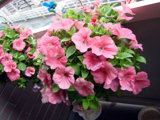 調布つつじヶ丘教室のペチュニア