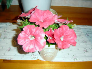 ペチュニアの切り花