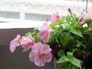 つつじヶ丘教室のペチュニアの花