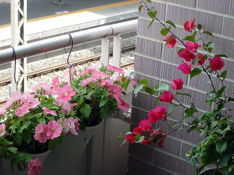 ベランダの花