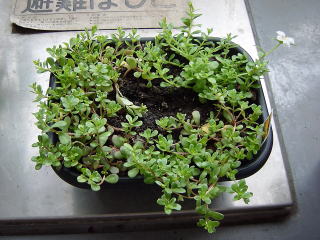 調布教室のベランダの花