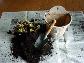 調布教室のペチュニアの植え替え