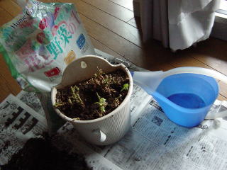 植え替えられたペチュニア