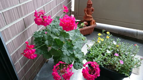 つつじヶ丘教室のベランダの花