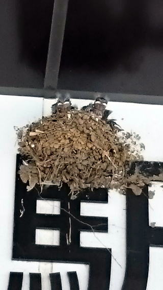 つつじヶ丘駅の燕のひな