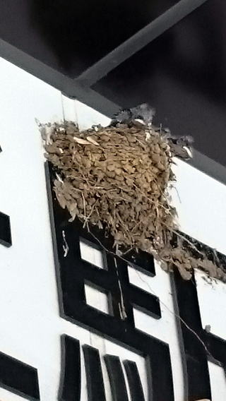 つつじヶ丘駅の燕のひな