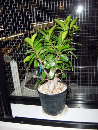 ガジュマルの木