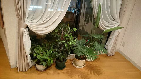 窓の前に並んだ観葉植物