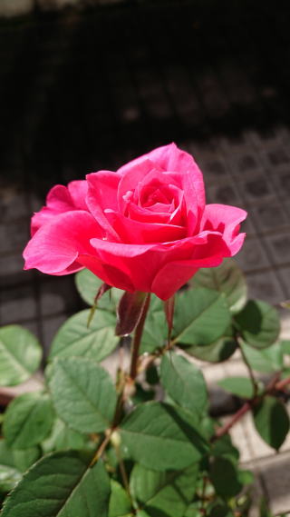ピンク色のバラ