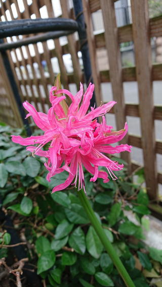 庭に咲くピンク色のお花