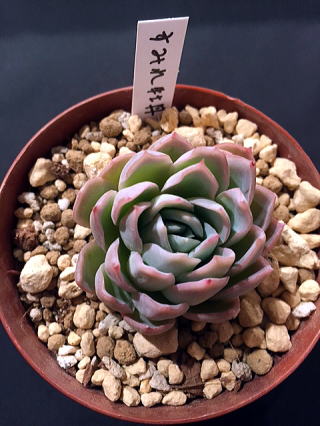 生徒からのお土産多肉植物