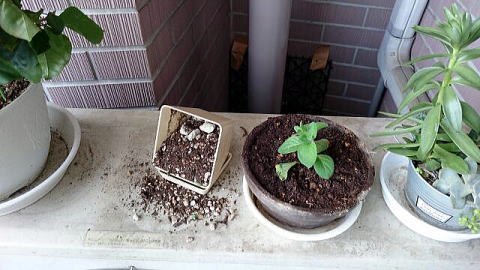 ひっくり返った鉢