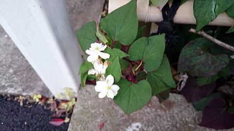 八重のドクダミ