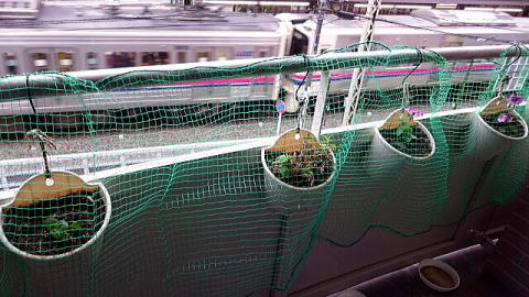 ハト除けネットのなかの鉢