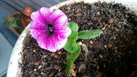 茎が折れたペチュニア