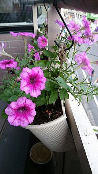 ペチュニアの花