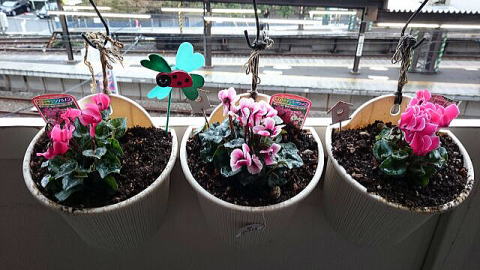 ベランダのシクラメン